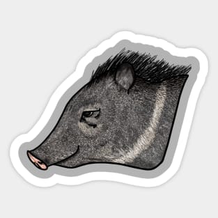 Collared peccary (Pecari tajacu) caititu cateto Sticker